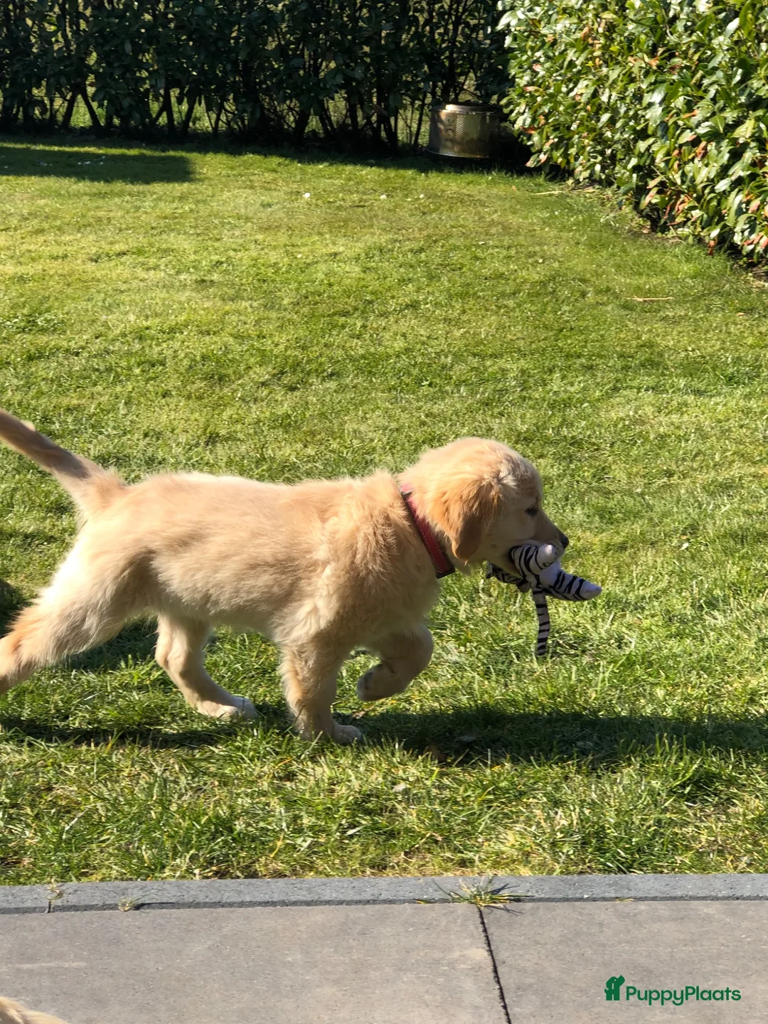 Golden Retriever honden te koop: Lieve pups  - Advertentie 6