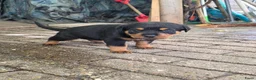 Rottweiler honden te koop: Prachtig mooie Rotweiler pups te koop! - Advertentie 3