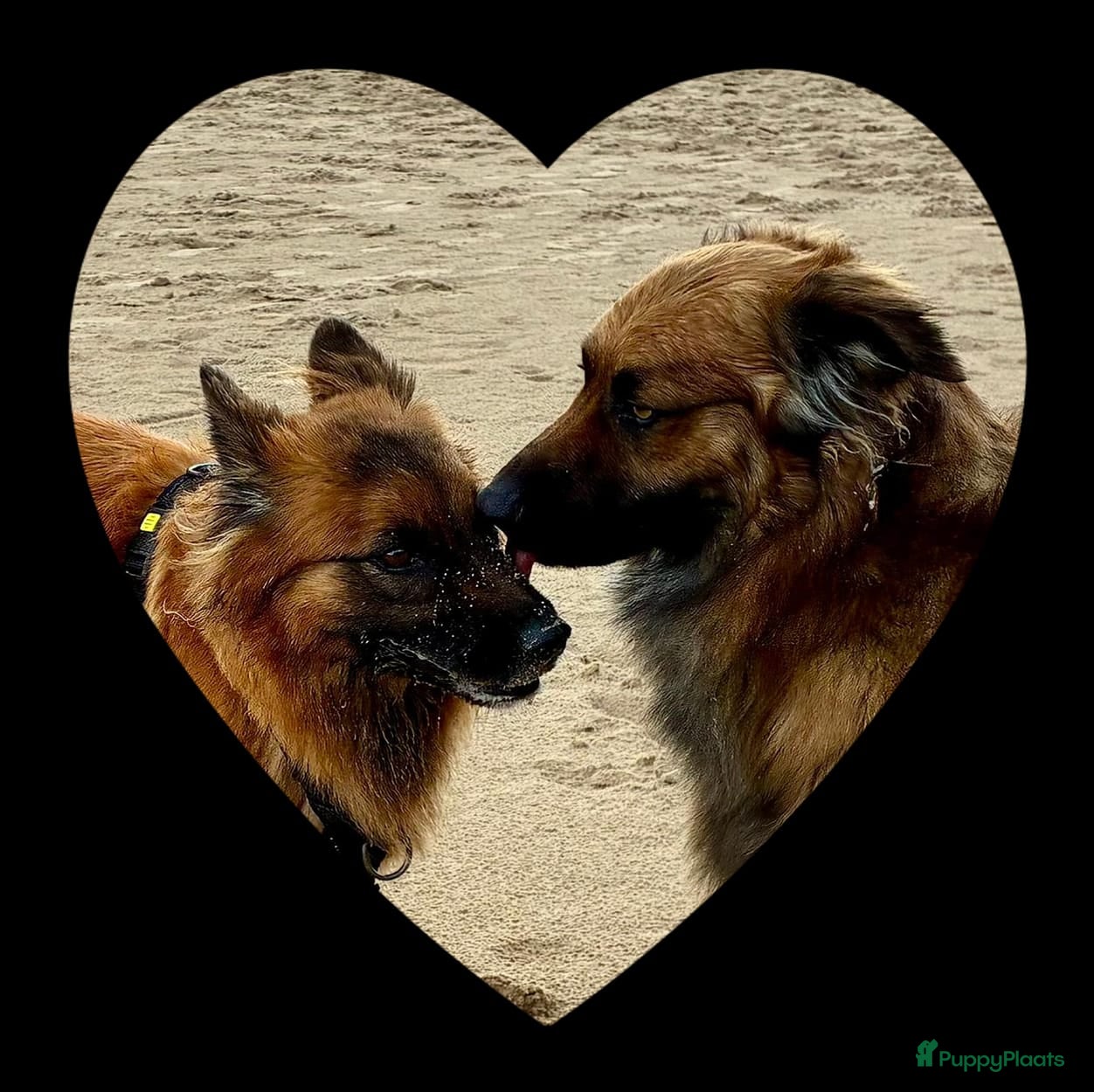 Australian Shepherd honden Eerste nestje Baskische herders! Voorouder Aussie - Advertentie 1