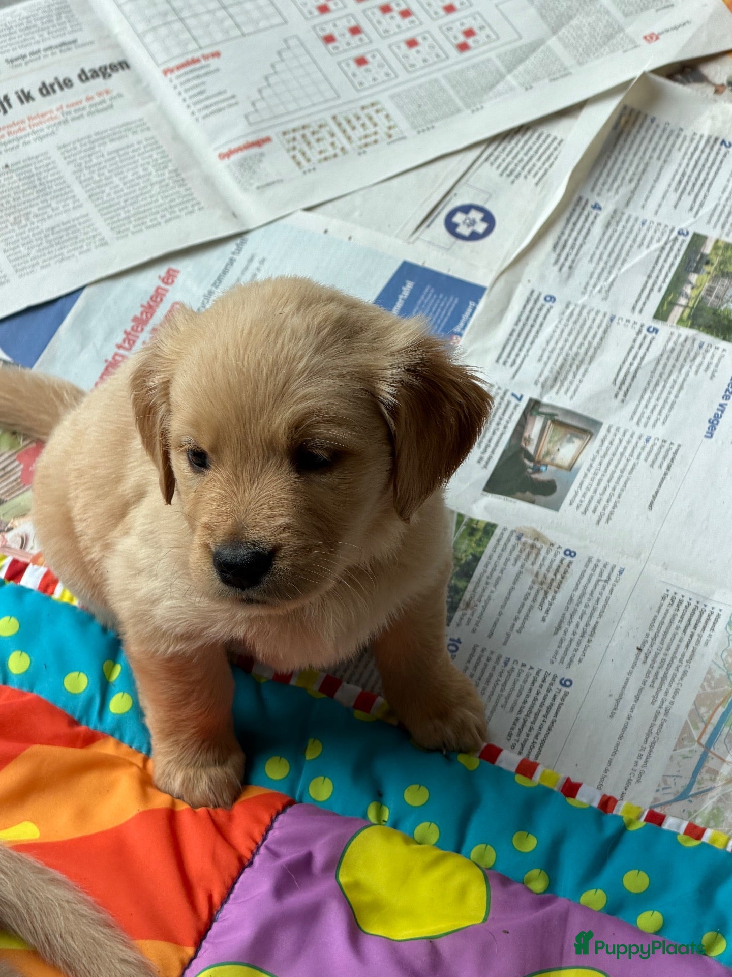 Golden Retriever honden 3 leuke teefjes zoeken een warm nest!  - Advertentie 2