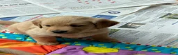 Golden Retriever honden te koop: 3 leuke teefjes zoeken een warm nest!  - Advertentie 1
