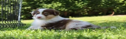 Australian Shepherd honden te koop: Australian shepherd pups beschikbaar - Advertentie 12
