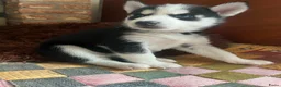 Siberische Husky honden te koop: Lieve husky pups zoeken een gouden mandje - Advertentie 8