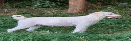 Labradoodle honden te koop: Labradoodle - Advertentie 2