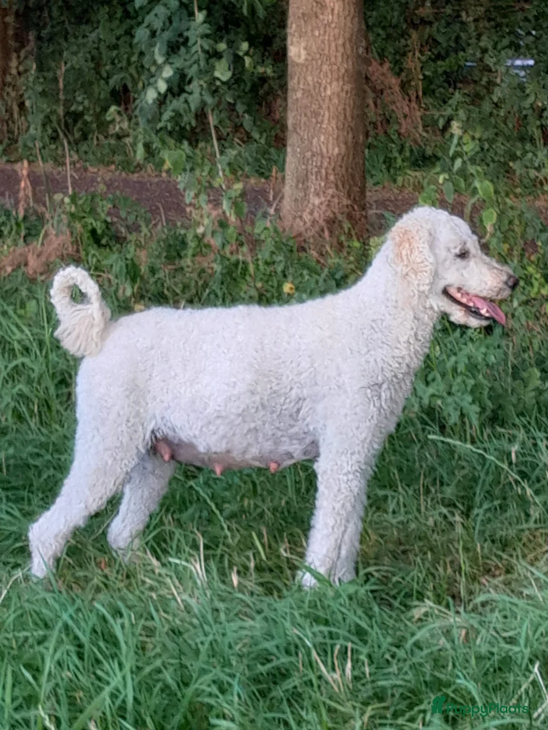 Labradoodle honden te koop: Labradoodle - Advertentie 2
