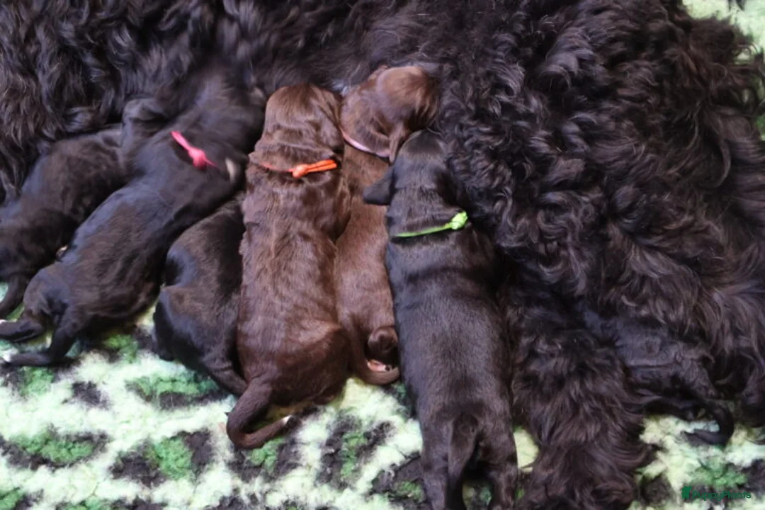 Galerij afbeelding {{count}}