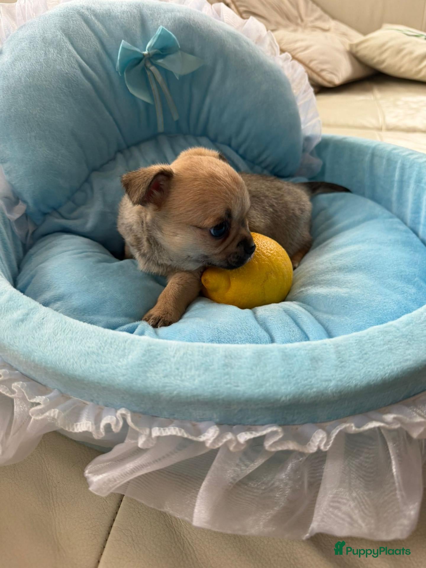 Chihuahua honden Chihuahua pups - Advertentie 1