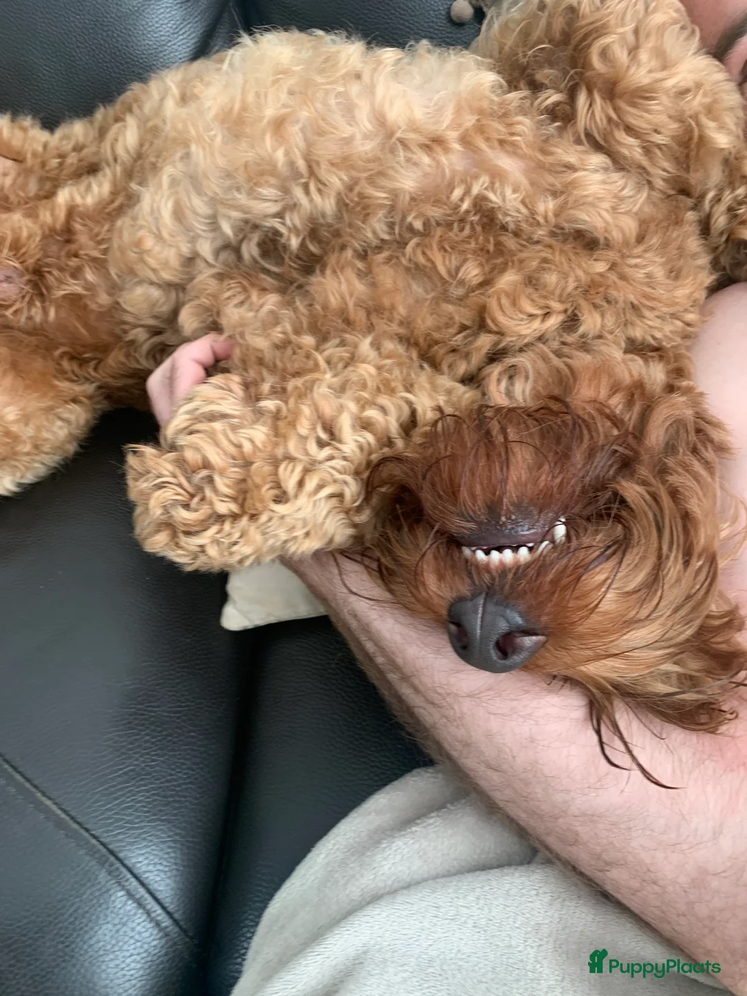 Australian Labradoodle honden ter dekking: Australian Labradoodle dekreu – volledig getest - Advertentie 19