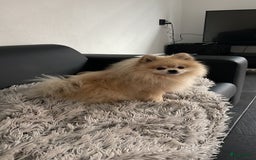 Pomeriaan honden te koop: Volwassen pomeriaan - Afbeelding 10