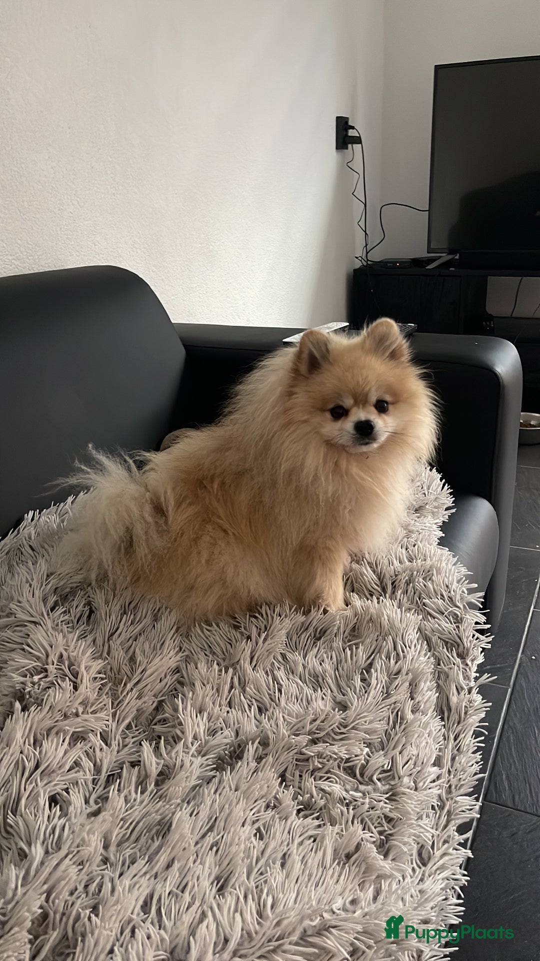 Pomeriaan honden te koop: Volwassen pomeriaan - Afbeelding 10