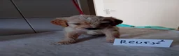 Labradoodle honden te koop: labradoodles puppy,s - Advertentie 5