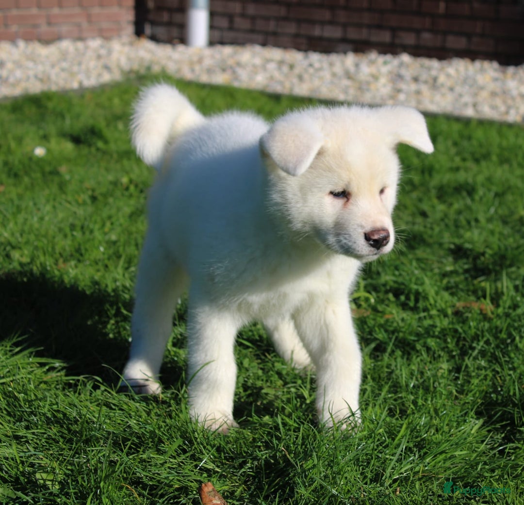 Akita honden te koop: Zeldzaam mooie witte japanse akita pups - Advertentie 5