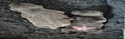 Kruising honden te koop: Hele mooie Labmaraner (Labrador x Weimaraner) pups - Advertentie 11