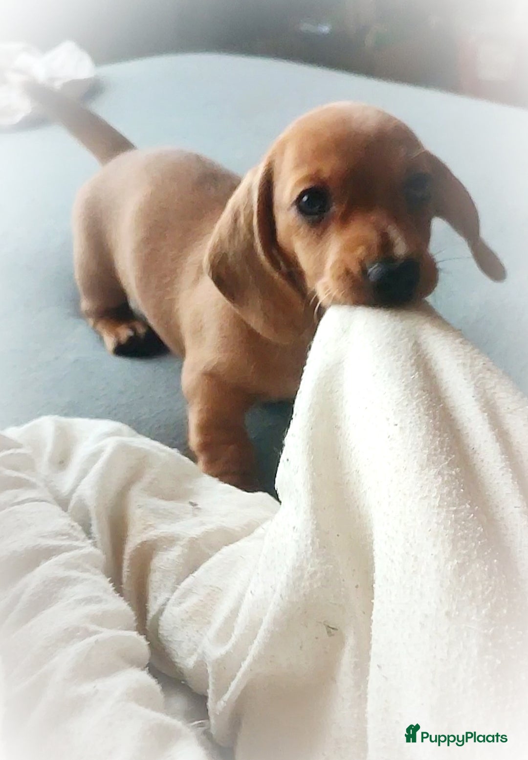 Teckel (korthaar)  honden te koop: Kleine dwergteckel pups  - Afbeelding 4
