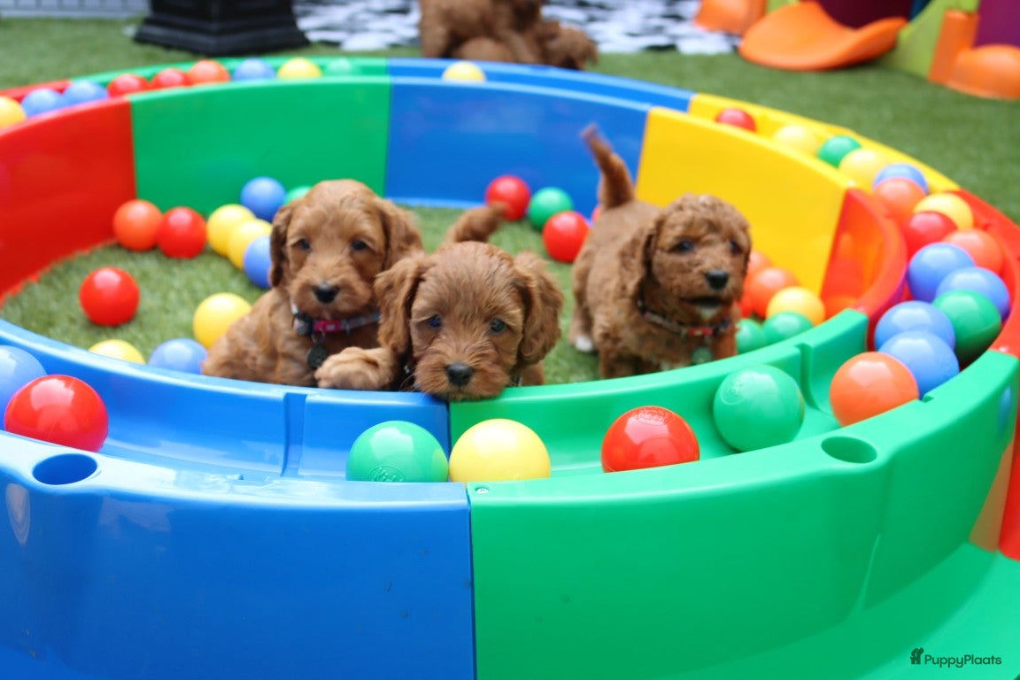 Australian Labradoodle honden te koop:  6 lieve Mini/medium Australian labradoodle pups - Advertentie 22