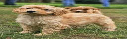 Kruising honden te koop: Mini labradoodle x maltipoo - Advertentie 2
