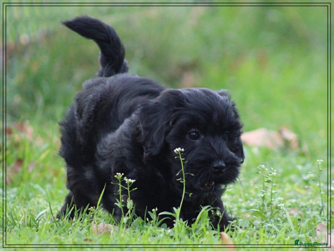 Kruising honden te koop: Minidoodle pups - Advertentie 3