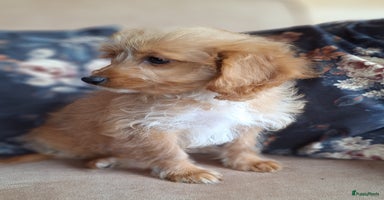 Kruising honden - Advertentie 2