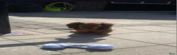 Kruising honden te koop: Teckel kruising pups  - Advertentie 9