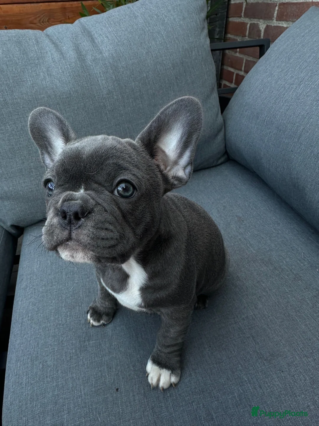 Franse Bulldog honden te koop:  3 lieve teefjes zoeken een warm thuis 🐾 - Advertentie 2