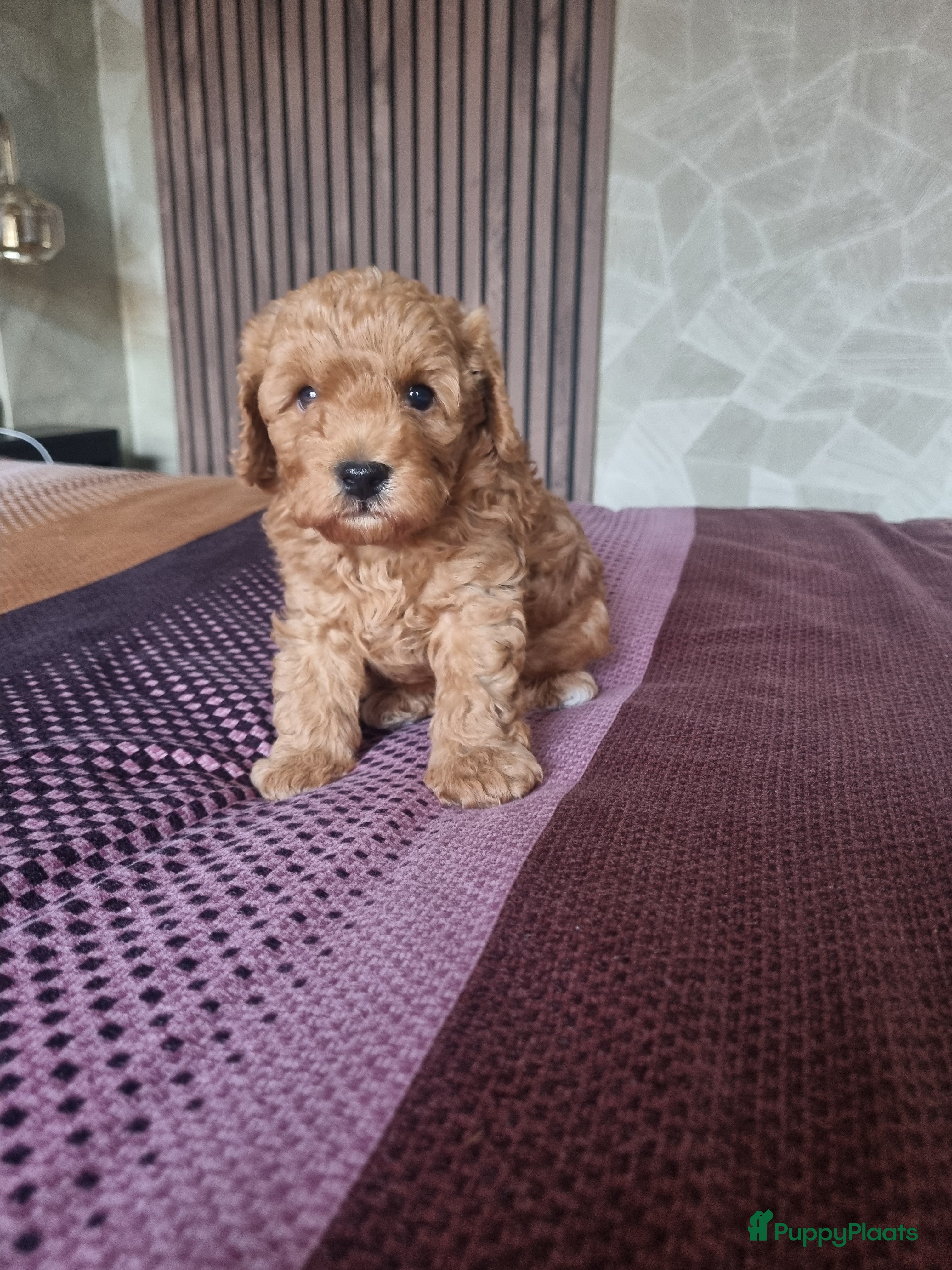 Poedel Toy honden Toy poedel - Advertentie 10