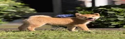 Shiba honden te koop: Shiba inu pups van top ouders - Advertentie 3