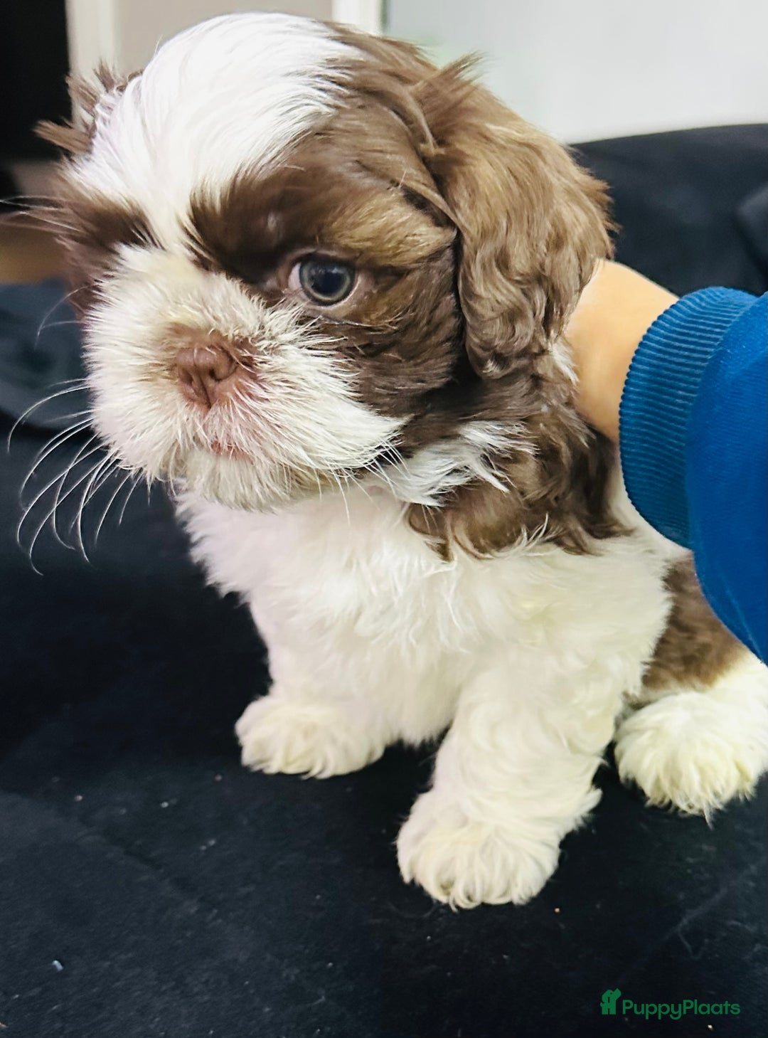 Shih Tzu honden te koop: Shit-zu pups prachtig behaard - Advertentie 1