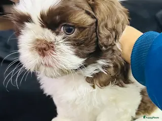 Shih Tzu honden Shit-zu pups prachtig behaard - Advertentie 3