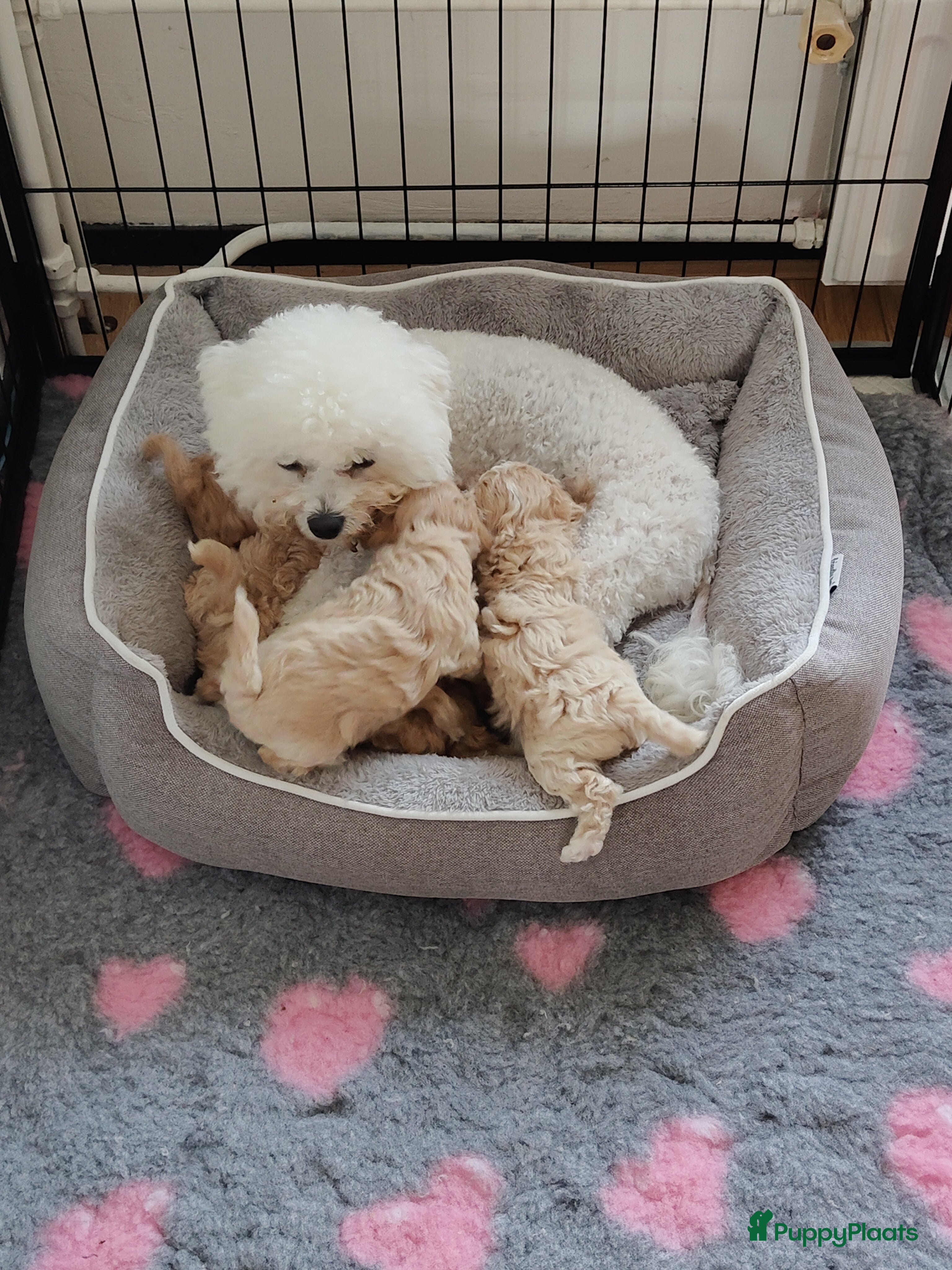 Kruising honden Bischpoo/Poochon pups te koop  - Advertentie 2