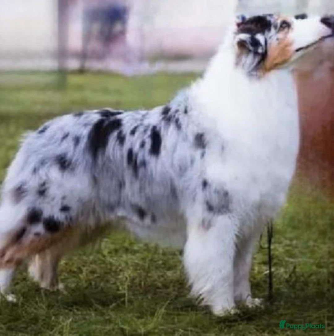 Australian Shepherd honden te koop: Australian Shepherd x Kelpie Pups in Maashees - Afbeelding 11