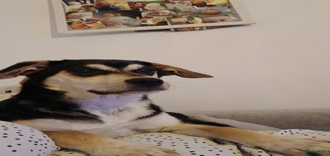 Galerij afbeelding {{count}}