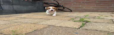 Jack Russel Terriër 3