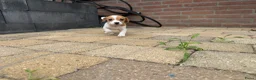 Jack Russel Terriër honden te koop: Jack Russell pups te koop - Advertentie 16