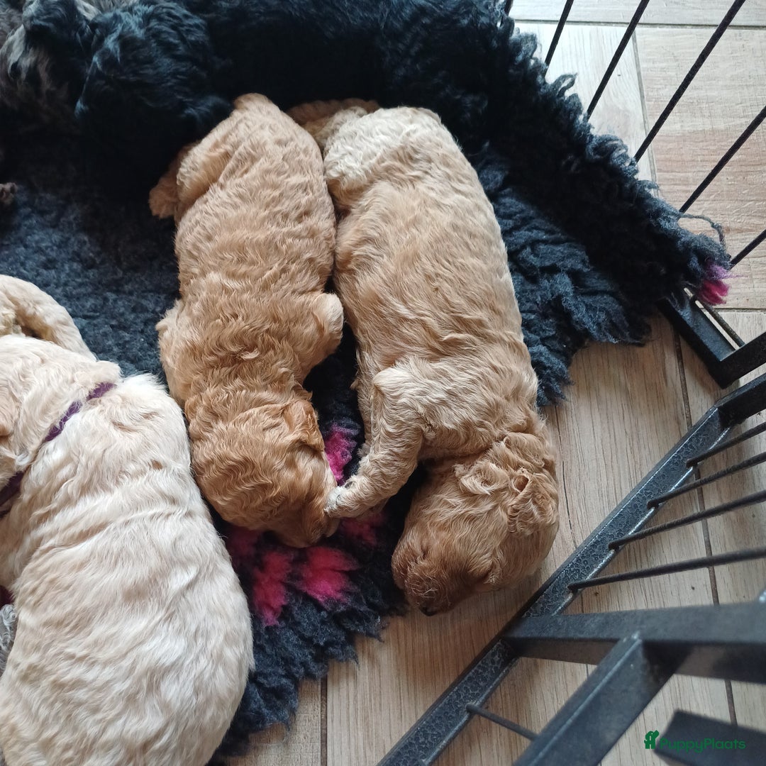 Labradoodle honden te koop: Prachtige multigen Labradoodles wavy vacht - Afbeelding 5