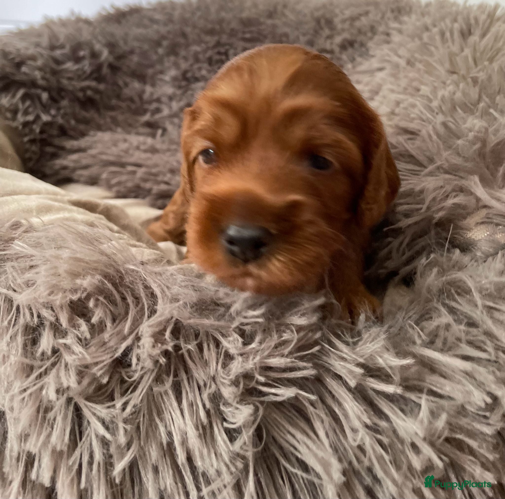 Australian Labradoodle honden te koop: Nestje Australian Labradoodles mini - Advertentie 6