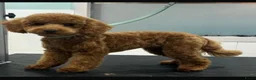 Poedel Toy honden te koop: Schattige toypoedel toy poedel pups 3 reutjes  - Advertentie 14