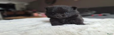 Pomeriaan 3