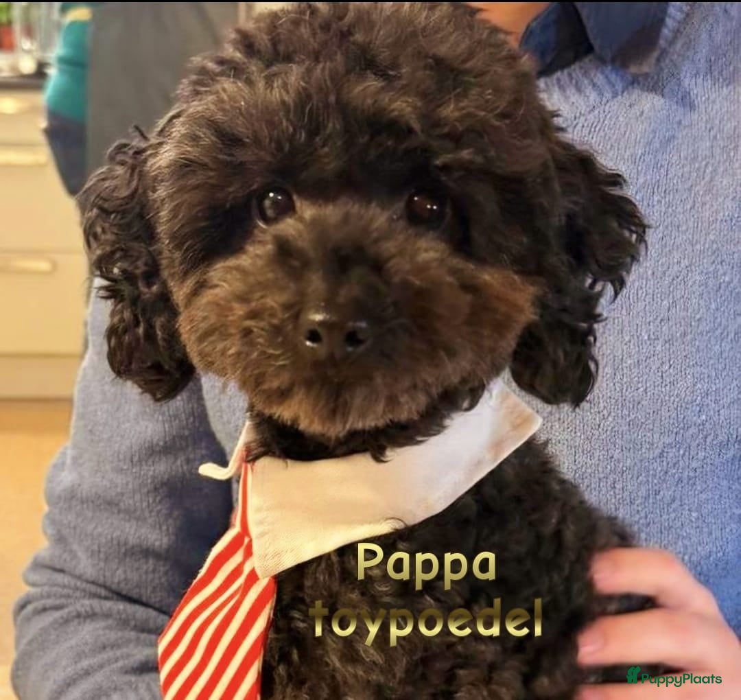 Maltipoo honden te koop: Maltipoo - Advertentie 9