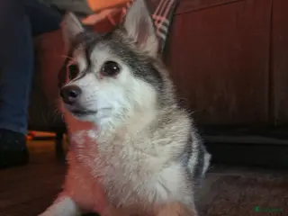 Pomsky honden Pomsky - Advertentie 1