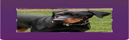 Dobermann honden te koop: Dobermann pups  - Advertentie 5