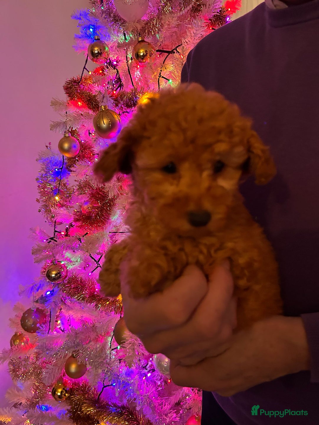 Poedel honden te koop: Lieve rustige poedel abricoos/ donker rood - Advertentie 4