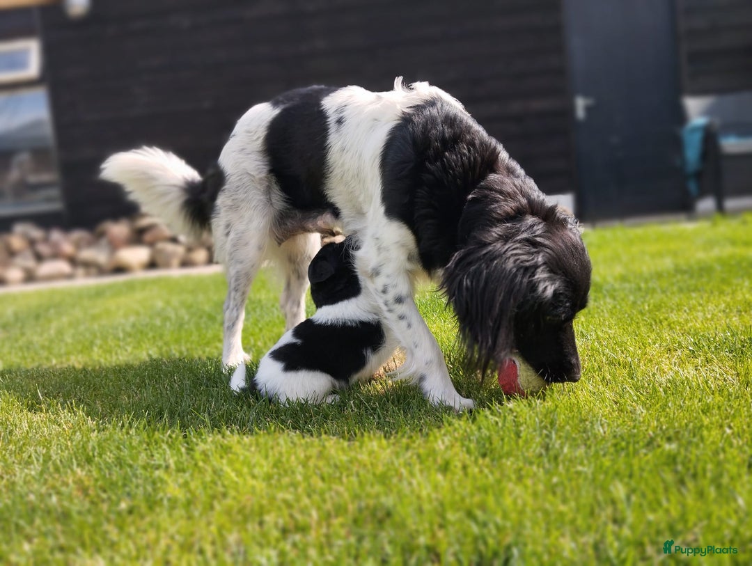 Friese Stabij honden te koop: Drie lieve Friese Stabij reutjes in Gasselte - Afbeelding 14