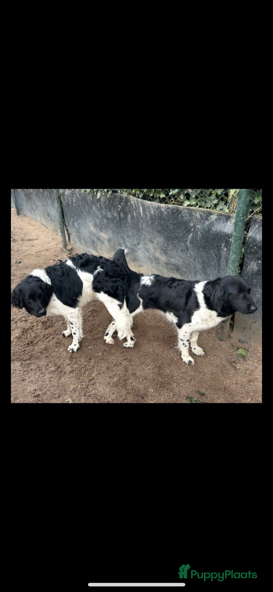 Friese Stabij honden Raszuivere Friese stabij pups  - Advertentie 1
