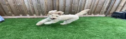 Goldendoodle honden te koop: Standaard goldendoodle pups fleece vacht - Advertentie 18