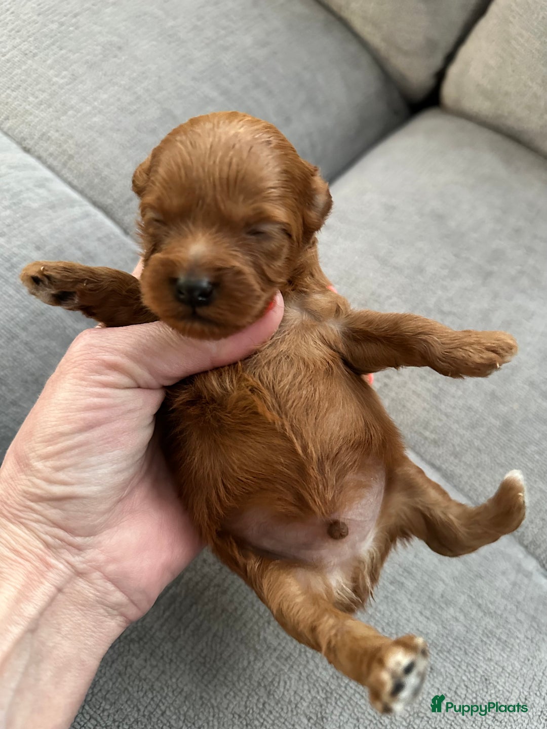 Maltipoo honden te koop: MALTIPOO pups te reserveren bijna 5 weken oud - Advertentie 9