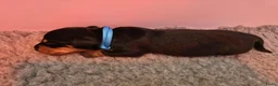 Ruwhaar Teckel honden te koop: Mooie gezonde standaard ruwhaar pups - Advertentie 5