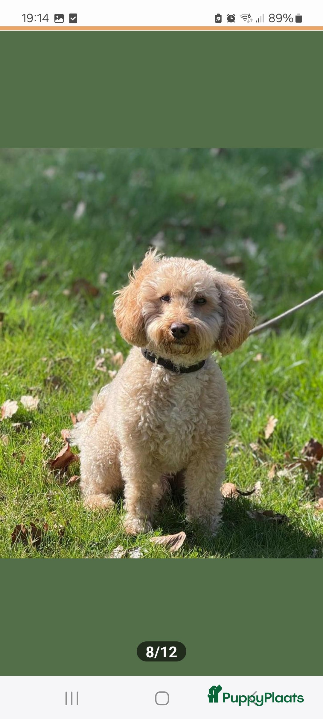 Labradoodle honden te koop: Prachtig nestje mini labradoodles te koop - Advertentie 6