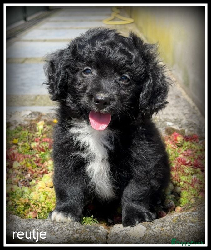 Kruising honden Boomer x Poedel pups Boompoo - Advertentie 2