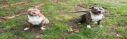 Amerikaanse Bully honden te koop: American Bully XL - Advertentie 14