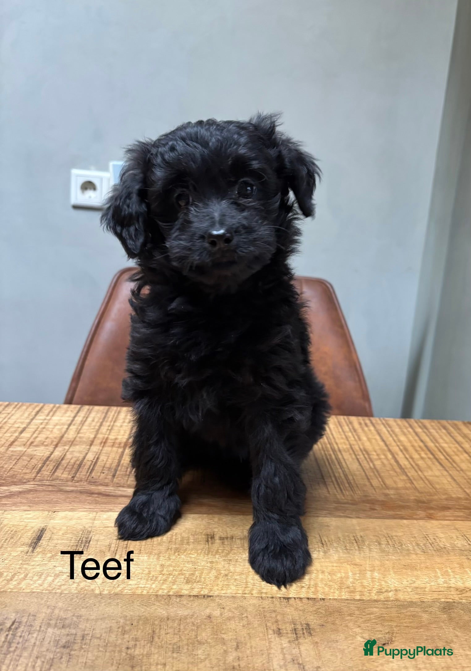 Kruising honden POMAPOO PUPS - Advertentie 2